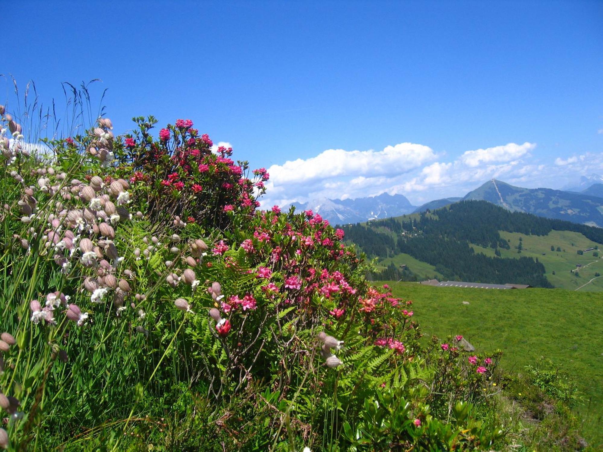 Haus Moosanger Apartment Oberau Luaran gambar